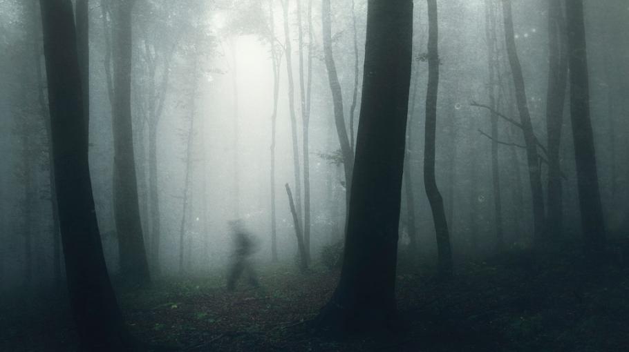 Une ombre dans la forêt