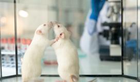 Des rats de laboratoire
