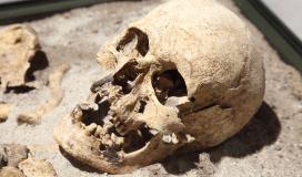 Un squelette de vampire exposé au Muséum d'histoire naturelle de Sofia